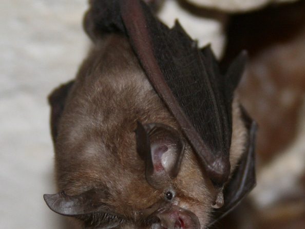 https://www.richardgreenecology.co.uk/wp-content/uploads/2012/05/Lesser-Horsehoe-Bat.jpg