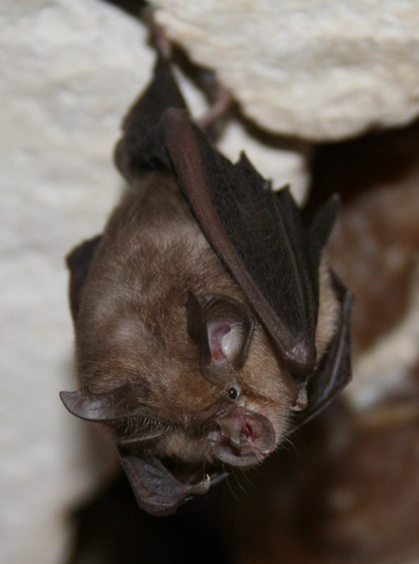 Lesser Horsehoe Bat