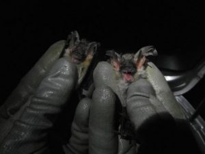 Bats on the Brink