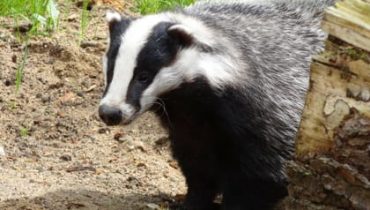 Badger Survey