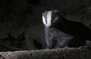 Badger Survey - Night Time