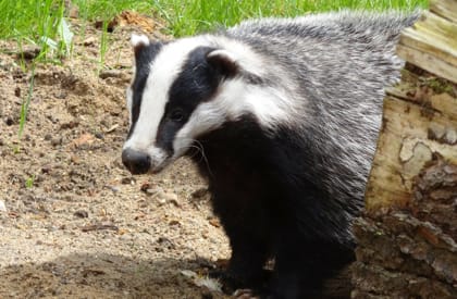 Badger Survey Badger Survey