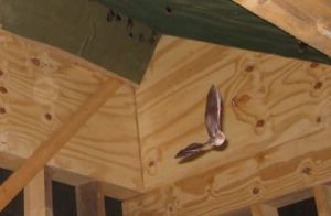 Bat Mitigation