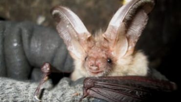 Bat Survey - South West Devon