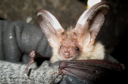 Bat Survey - South West Devon