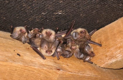 Seasonal Bat Surveyor Vacancies Seasonal Bat Surveyor Vacancies