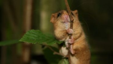 Dormice Survey