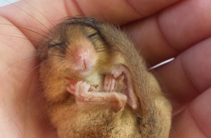 Dormice Survey - South West Devon Dormice Survey - South West Devon
