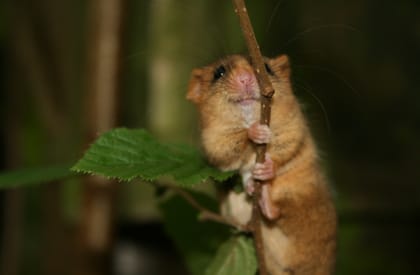 Dormice Survey