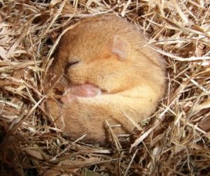 Dormouse Ecological Survey