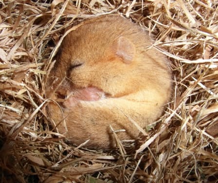 Dormouse Ecological Survey
