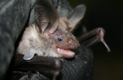 Ecological Surveys Overview - Bat Ecological Surveys Overview - Bat