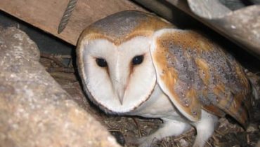 Ecological Surveys Overview - Owl