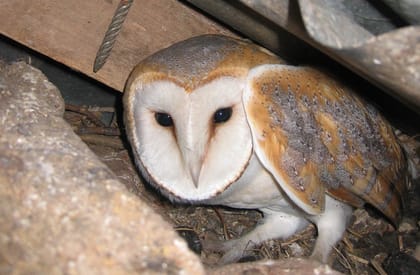 Ecological Surveys Overview - Owl