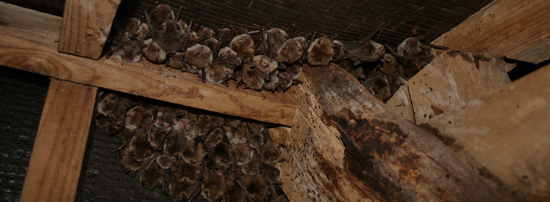 Seasonal Bat Surveyor Vacancies