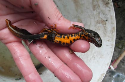 Great Crested Newt Survey