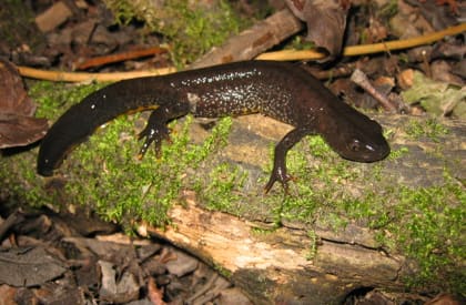 Great Crested Newt Survey - 3