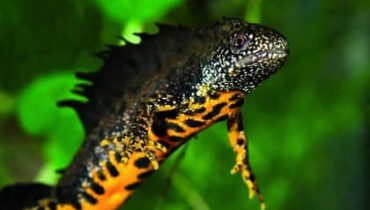 Great Crested Newt Survey