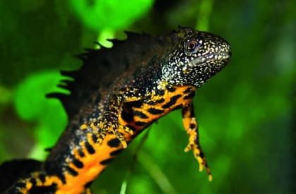 Great Crested Newt Survey Great Crested Newt Survey