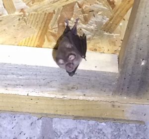Lesser Horseshoe Bats