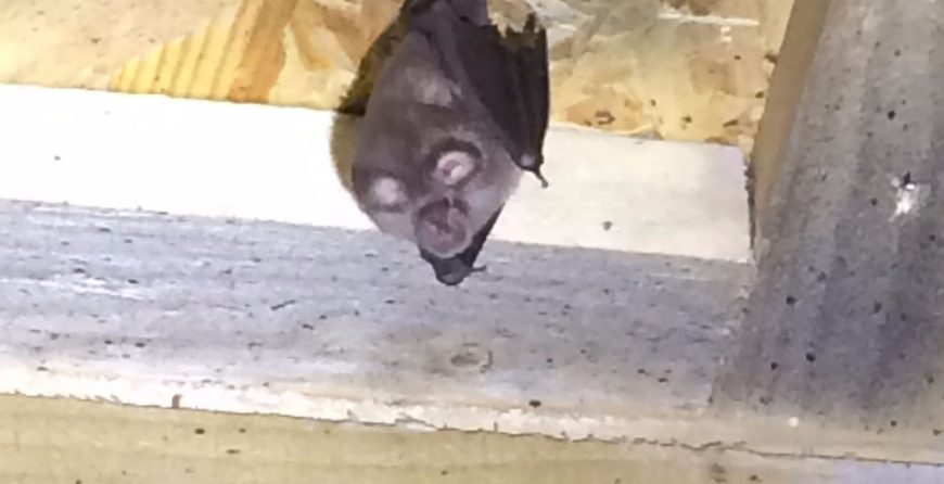 Lesser Horseshoe Bats