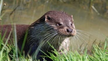 Otter Survey