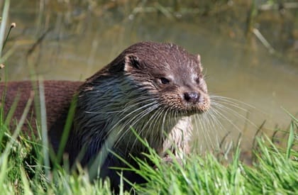 Otter Survey Otter Survey