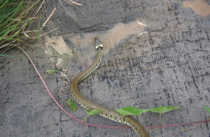 Reptile Survey - Grass Snake Reptile Survey - Grass Snake