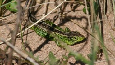 Reptile Survey - Sand Lizard