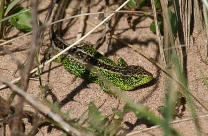 Reptile Survey - Sand Lizard