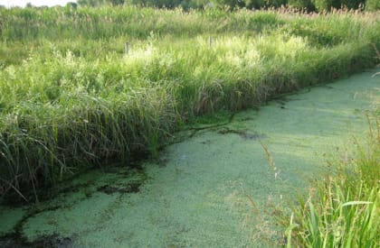 Water Vole Survey - Habitat Water Vole Survey - Habitat