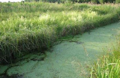 Water Vole Survey - Habitat