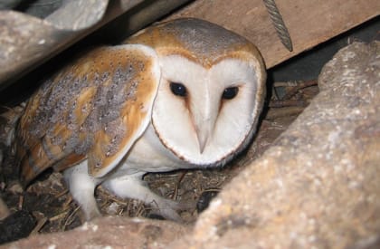 Bird Survey - Owl Licence Bird Survey - Owl Licence