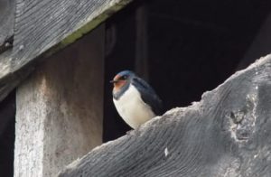 Bird Survey - Swallow