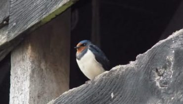 Bird Survey - Swallow