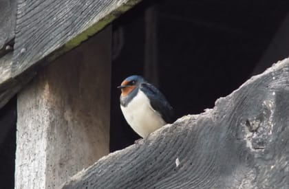 Bird Survey - Swallow