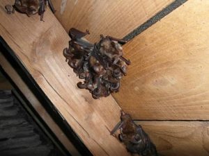 Bats and Buildings - Featured