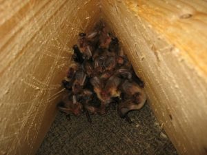 Brown long-eared bats roosting in restored outbuilding
