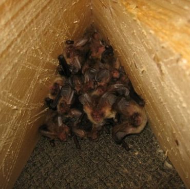 Brown long-eared bats roosting in restored outbuilding