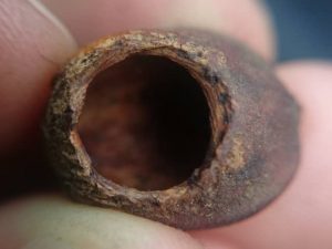 Dormouse Licence - Gnawed Hazel Nut