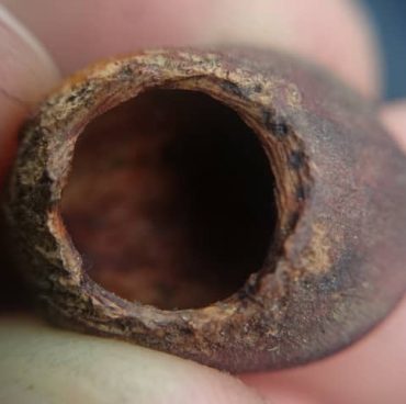 Dormouse Licence - Gnawed Hazel Nut Dormouse Licence - Gnawed Hazel Nut