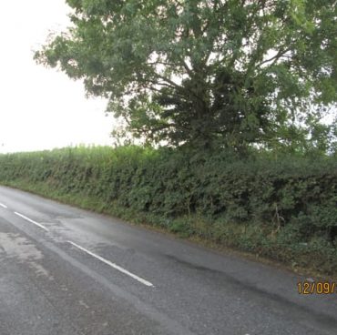 Hedge along road prior to removal