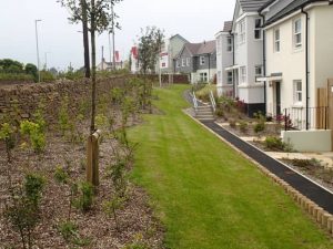 New Cornish hedge and native planting