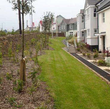 New Cornish hedge and native planting