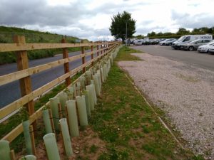 Replanted hedge immediately after road widening