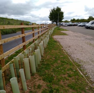 Replanted hedge immediately after road widening