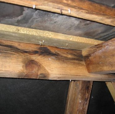 Stained roof timbers in house loft