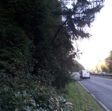 Trees overhanging the A380 requiring removal under dormouse licence