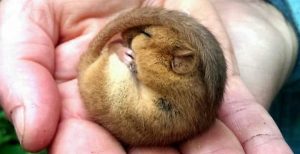 Congratulations to Rory Chanter on his Natural England Dormouse Survey Licence!