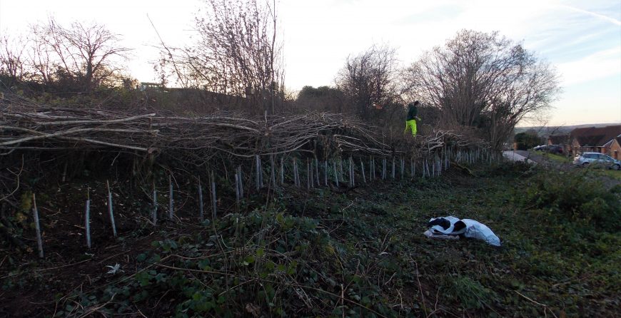 Conservation hedge-laying for dormice